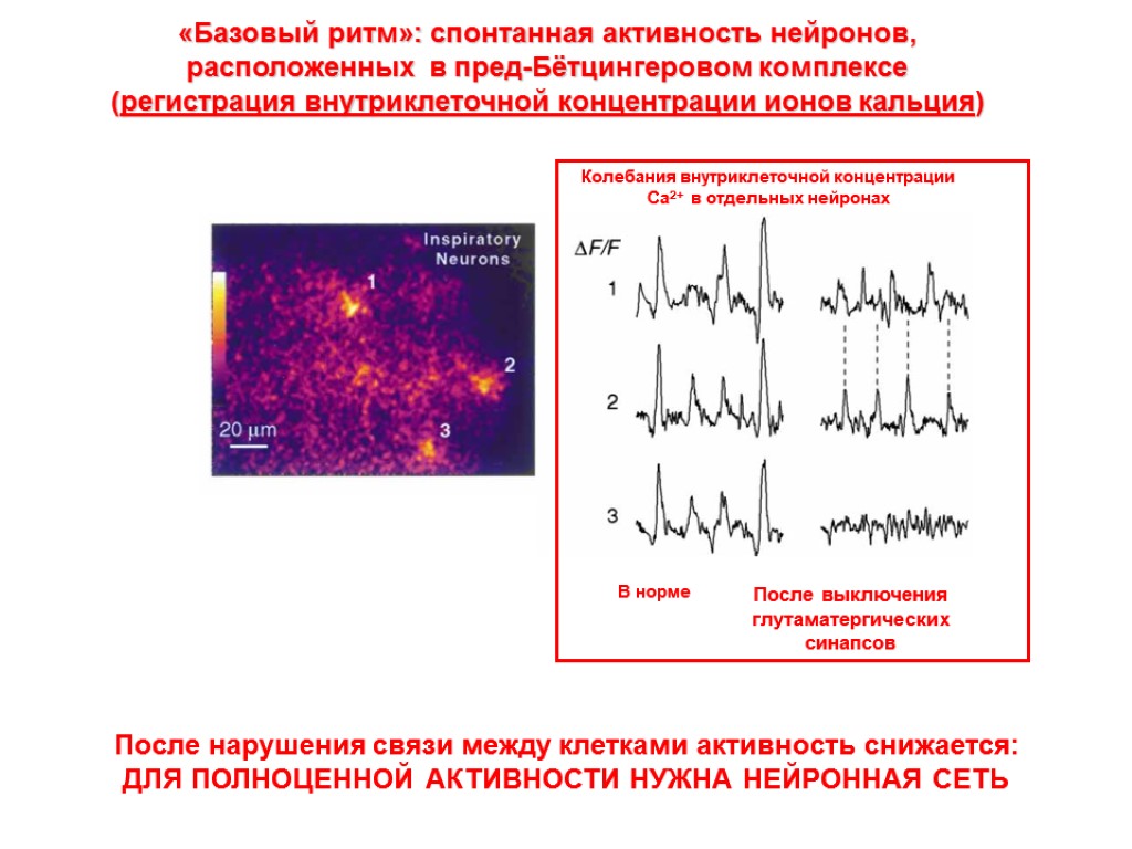 Колебания внутриклеточной концентрации Са2+ в отдельных нейронах В норме После выключения глутаматергических синапсов «Базовый